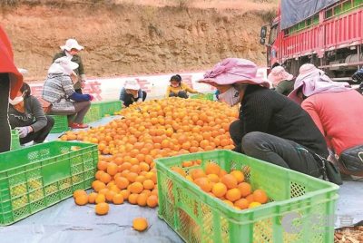 賓川縣富鑫農產品開發(fā)有限責任公司