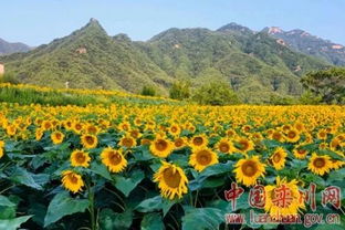 發(fā)展休閑農業(yè)鄉(xiāng)村旅游 助力鄉(xiāng)村振興