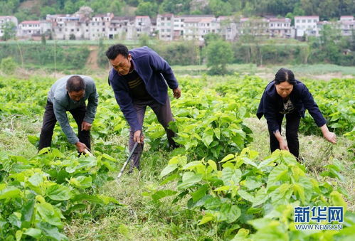 多彩產業(yè)鋪就秦巴群眾致富路