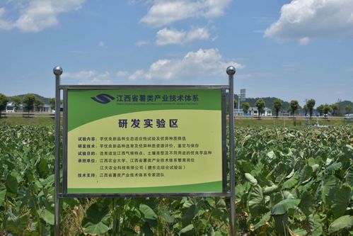 暑期三下鄉⑤ 鉛山縣永平鎮 旅游業 農業 助力經濟發展,推動鄉村振興