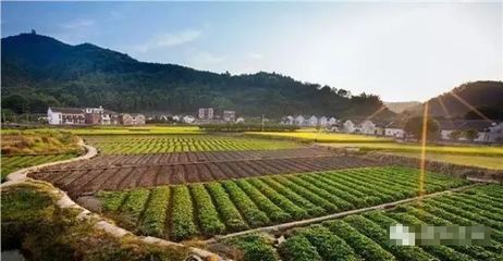 農村最賺錢的項目出爐,一大批人要富得流油了!