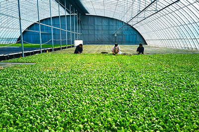 長子縣鉚足勁多產(chǎn)糧、產(chǎn)好糧