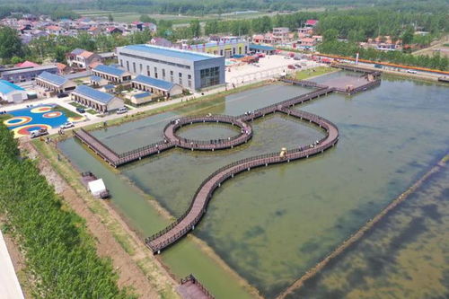 贛榆城頭鎮(zhèn)稻蝦基地和連棟大棚建設(shè)項目中標,生態(tài)農(nóng)業(yè)旅游新發(fā)展
