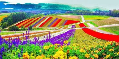 中國休閑農(nóng)業(yè)發(fā)展現(xiàn)狀、問題與對(duì)策