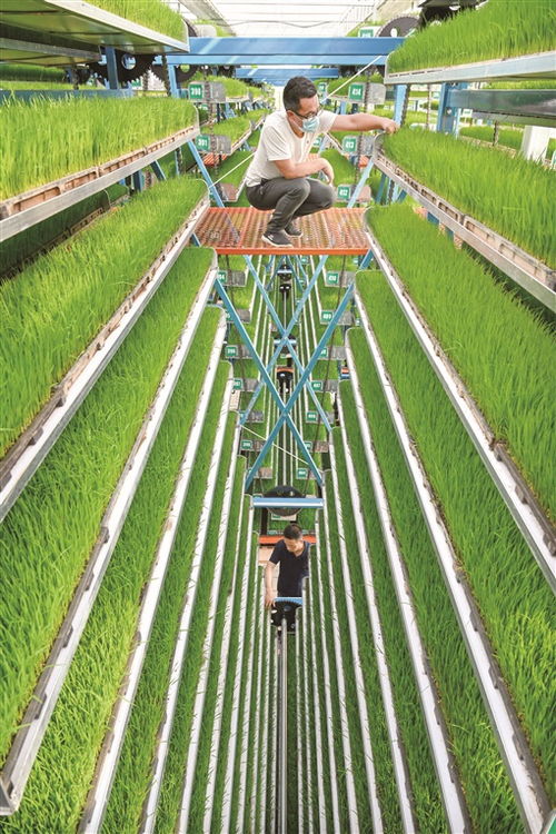 扛穩 糧袋子 鼓起 錢袋子