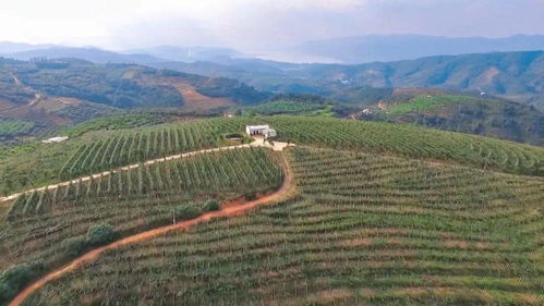 石屏縣全力打造又一特色水果品牌