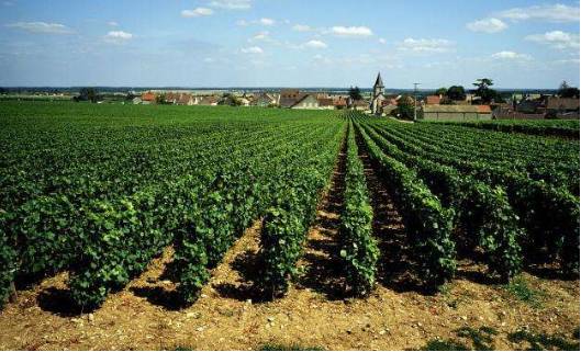 創意農業為休閑農業和鄉村旅游增添新活力