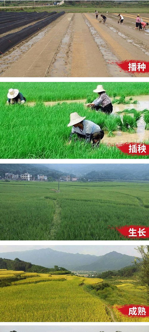 廣西桂林 全州縣七彩人生富硒天湖黑珍珠2kg農產品特產