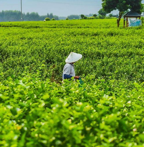 橫縣金花圣茶谷 打卡網紅大秋千 中華茉莉園 中國茉莉小鎮純玩一日