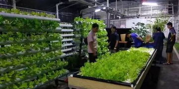 中國特色小鎮 現代農業 航空旅游 生態養生 特色文化,又一個新農村