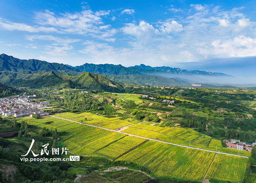 陜西藍田 油葵花海宛若畫卷