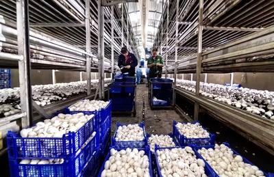 臨澤縣人民政府-智能育&ldquo;珍菇&rdquo; 臨澤&ldquo;菌&rdquo;產業蓬勃生長