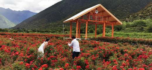 工布花開助脫貧 農業旅游開發的創新實踐