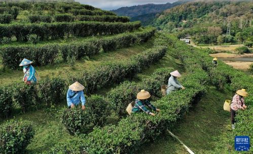 2024年海南五指山早春茶飄香，農旅融合繪就鄉村振興新畫卷