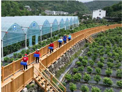 官山藍莓香滿園 產業融合繪就鄉村振興新畫卷